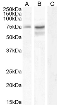 Goat Anti-Neurochondrin Antibody