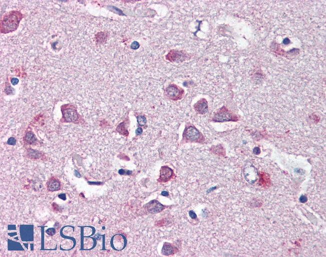 Goat Anti-Neurofibromin 2 (Zebrafish) Antibody