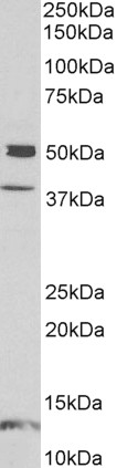 Goat Anti-neuronal pentraxin 1 Antibody