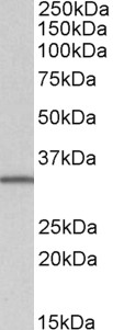 Goat Anti-NHERF2 (isoform b, e) Antibody