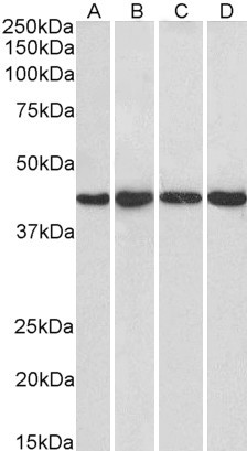 Goat Anti-NIPP1 / PPP1R8 Antibody