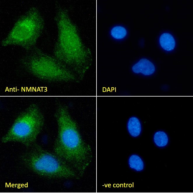 Goat Anti-NMNAT3 (aa149-162) Antibody