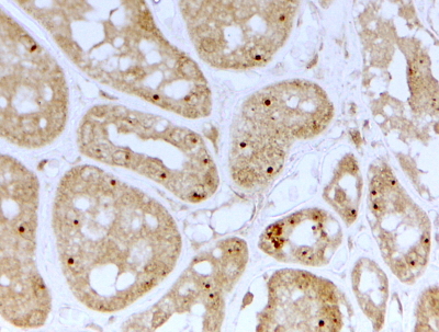 Goat Anti-NOLC1 Antibody