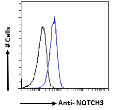 Goat Anti-NOTCH3 Antibody