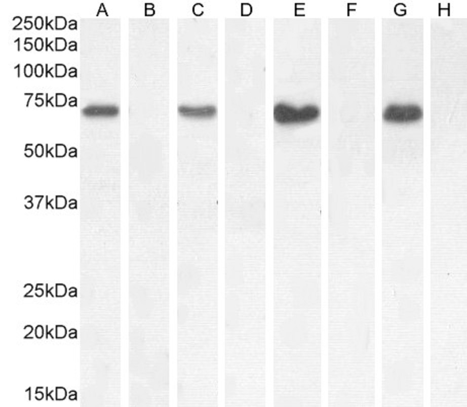 Goat Anti-NOX1 Antibody