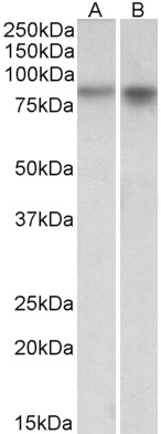 Goat Anti-NPAS4 Antibody