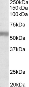 Goat Anti-NPR3 (aa520-533) Antibody
