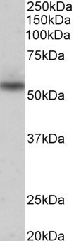 Goat Anti-Nprl3 (mouse) Antibody
