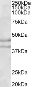 Goat Anti-Npy2r (mouse) Antibody