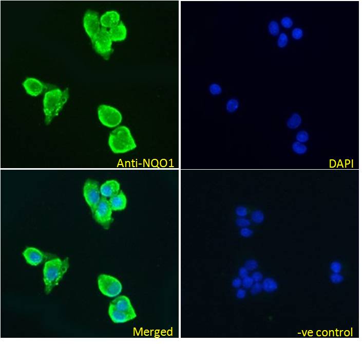 Goat Anti-NQO1 (isoform a) Antibody