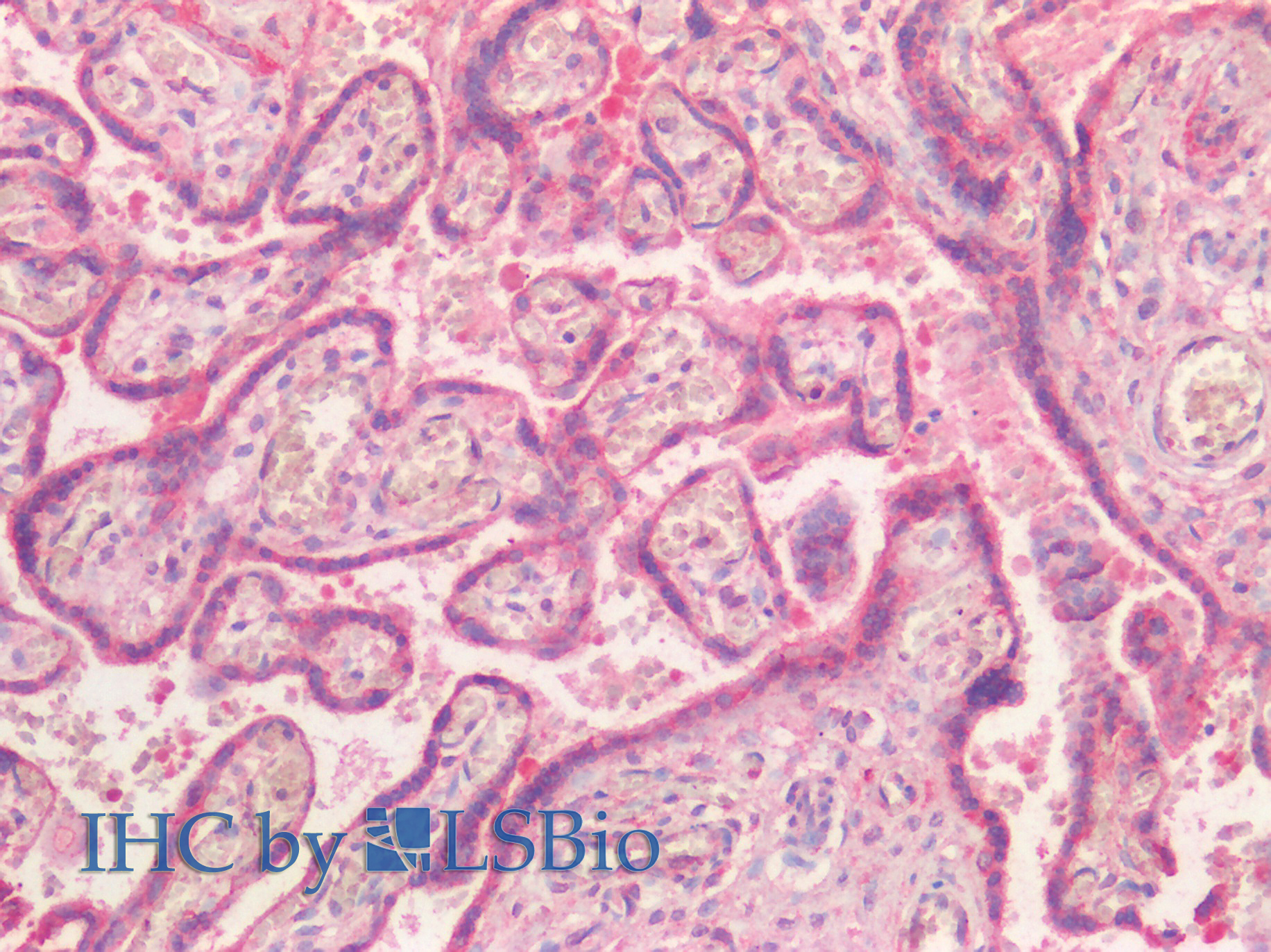 Goat Anti-NR5A2 / LRH1 (aa328-338) Antibody