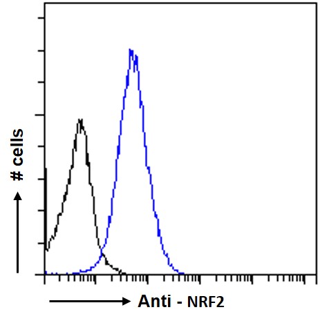 Goat Anti-NRF2 (aa445-458) Antibody