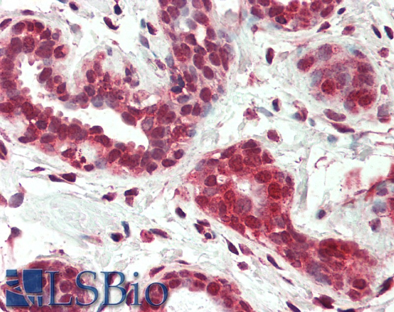 Goat Anti-Nur77 /  TR3 (isoform a) Antibody