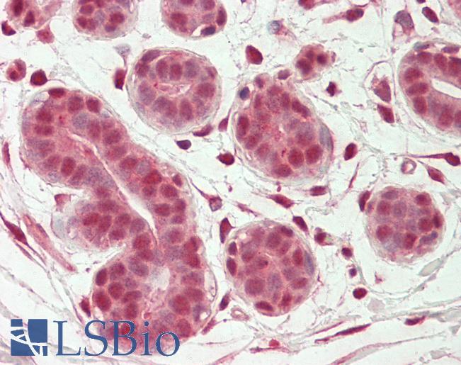 Goat Anti-OAS2 (aa357-371) Antibody