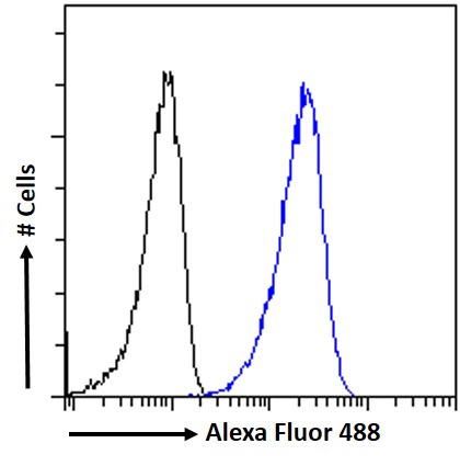 Goat Anti-OAZ1 (aa120-132) Antibody