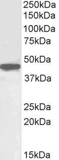 Goat Anti-OCT4 / POU5F1 (mouse) Antibody