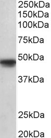 Goat Anti-OCT6 (aa192-204) Antibody