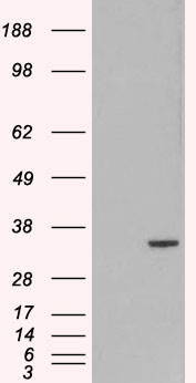 Goat Anti-ORC6L Antibody