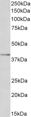 Goat Anti-ORL1 / LOX1 / LOXIN Antibody