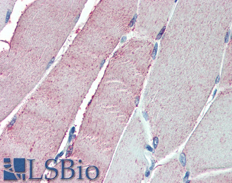 Goat Anti-ORP1 Antibody