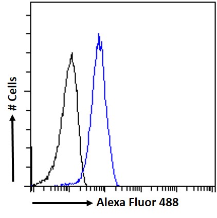 Goat Anti-OTUD4 Antibody