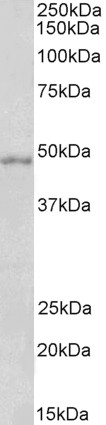 Goat Anti-OX1R and OX2R Antibody