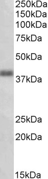 Goat Anti-OXER1 (aa389-400) Antibody