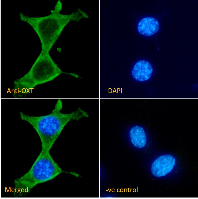 Goat Anti-OXT (mouse) Antibody