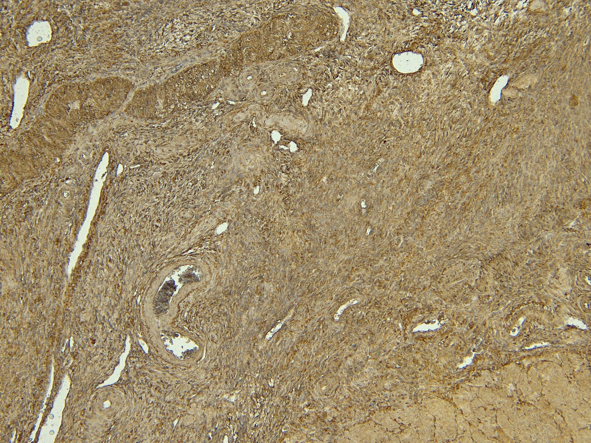 Goat Anti-Oxytocin Receptor Antibody