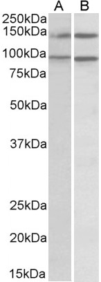 Goat Anti-P114-RHO-GEF / ARHGEF18 Antibody