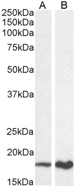 Goat Anti-P19ARF (mouse) Antibody