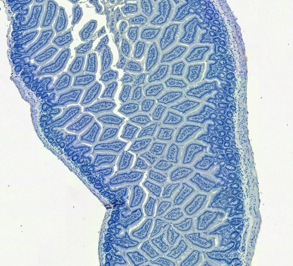 Goat Anti-P2rx4 (mouse) Antibody