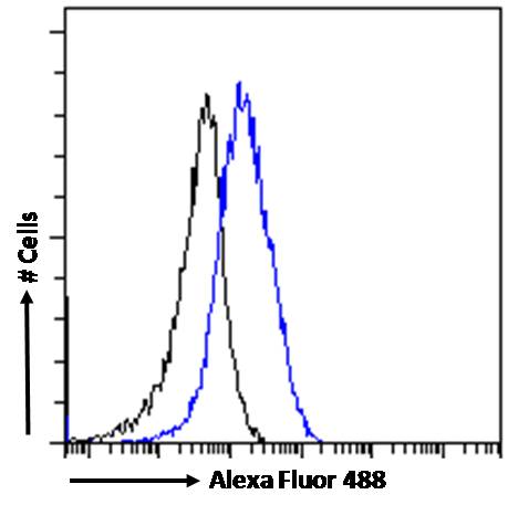 Goat Anti-P2X4 / P2X4R Antibody