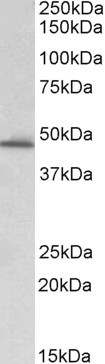 Goat Anti-PAI1 / SERPINE1 Antibody