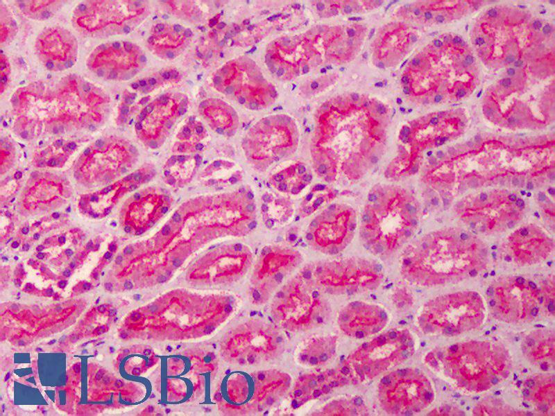 Goat Anti-PALS / MPP5 Antibody