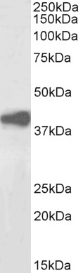 Goat Anti-pan ADH, Biotinylated Antibody