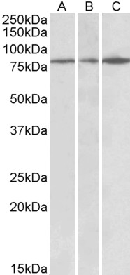 Goat Anti-PAPD5 (aa78-90) Antibody