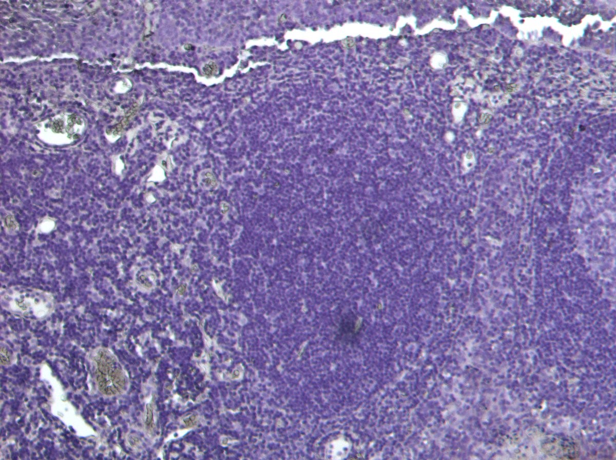 Goat Anti-PAPIN / PDZK3 Antibody