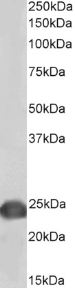 Goat Anti-PARK7 / DJ-1, biotinylated Antibody