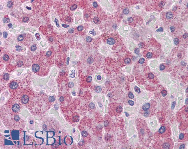 Goat Anti-PARP3 Antibody