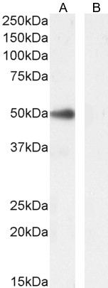 Goat Anti-PAX1 (aa318-329) Antibody