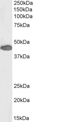 Goat Anti-PAX3, Biotinylated Antibody