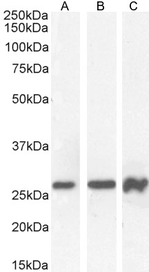 Goat Anti-PAX6 (internal) Antibody