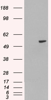 Goat Anti-PAX8 (internal) Antibody