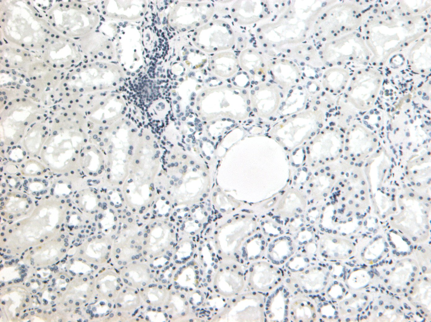 Goat Anti-PAX8 (N Terminus) Antibody