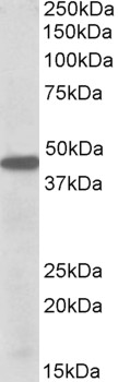 Goat Anti-PBX1 Antibody