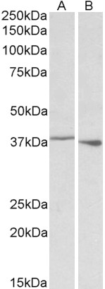 Goat Anti-PCBP1 (aa223-234) Antibody
