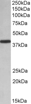 Goat Anti-PCBP1 (aa234-247) Antibody