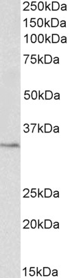 Goat Anti-PCNA (aa111-122) Antibody
