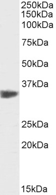 Goat Anti-PCNA (aa111-122), Biotinylated Antibody